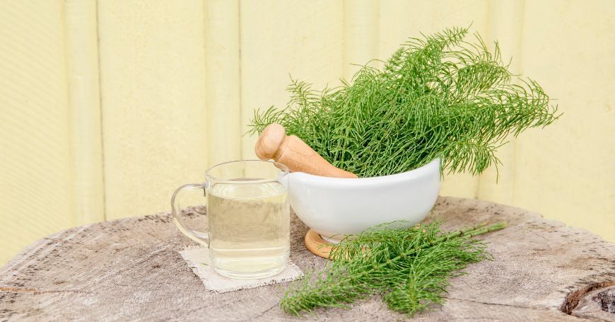 fresh horsetail in a cup with pestle